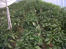 IMG00844-20120721-1329
