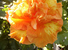 Flame Ball
