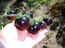 purple indigo