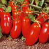 pomodoro-san-marzano