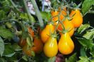 Yellow-Pear