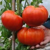 giant_delicious