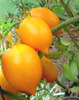 Plum_Lemon