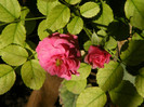 Tylea