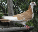 31g(2012)
