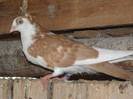33g.m(2012)