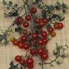 cherry_red_currant_