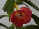 Achimenes Sege Saliba