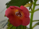 Achimenes Sege Saliba