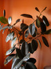 ficus