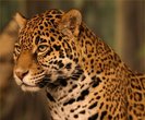 4.Jaguarul♥regele junglei