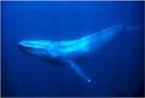 6.Balena♥uriasa adancurilor