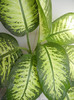 Dieffenbachia Tropic Snow (2012, Sep.07)