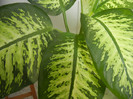 Dieffenbachia Tropic Snow (2012, Sep.07)