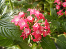 Pentas Graffiti Bright Red (2012, Sep.07)