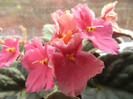 Spectra Color Red Violet (2012, Sep.07)