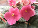 Spectra Color Red Violet (2012, Sep.07)