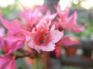 Pink Stellar Geranium (2012, Sep.06)