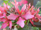 Pink Stellar Geranium (2012, Sep.06)