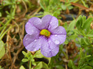 Calibrachoa Lavender (2012, Sep.09)