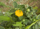 Yellow Chrysanthemum (2012, Sep.12)
