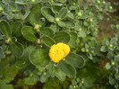 Yellow Chrysanthemum (2012, Sep.12)