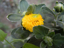 Yellow Chrysanthemum (2012, Sep.12)