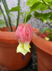 Abutilon megapotamicum (2012, Sep.12)