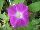 Picotee Morning Glory (2012, Sep.06)