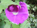 Picotee Morning Glory (2012, Sep.09)
