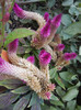 Celosia Caracas (2012, September 12)