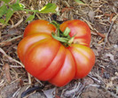 hendersons_pink_ponderosa_tomato