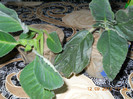 gloxinia si kohleria
