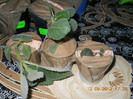 gloxinii