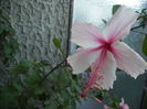 hibiscus floare de suport de altoi