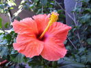 hibiscus