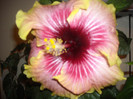 Hibiscus Tahitian Quinn