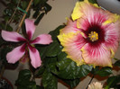 Hibiscus Fidjian Island + Tahitian Quinn