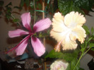 Hibiscus Fidjian Island   Cream Lady