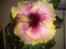 Hibiscus Tahitian Quinn