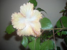 Hibiscus Cream Lady