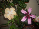Hibiscus Cream Lady +  Fidjian Island