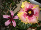 Hibiscus Fidjian Island + Tahitian Quinn