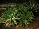 agave