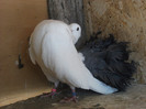 DSCF0583