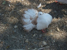 DSCF0585
