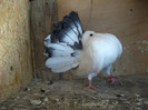 DSCF0588