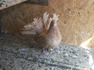 DSCF0589