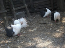 DSCF0593