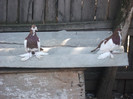 DSCF0594